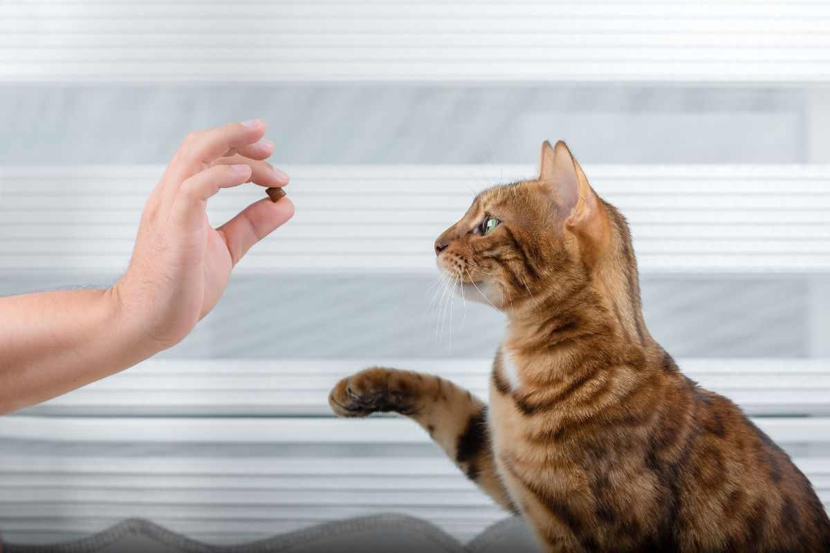 cosa insegnare al gatto trucchi per addestrarlo