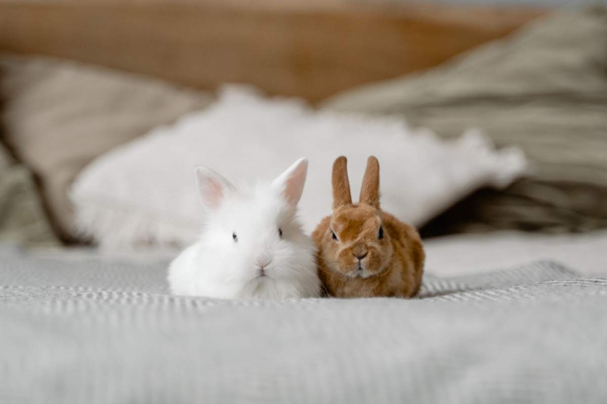 Se il vostro coniglio perde pelo potrebbe trattarsi di un problema di salute grave