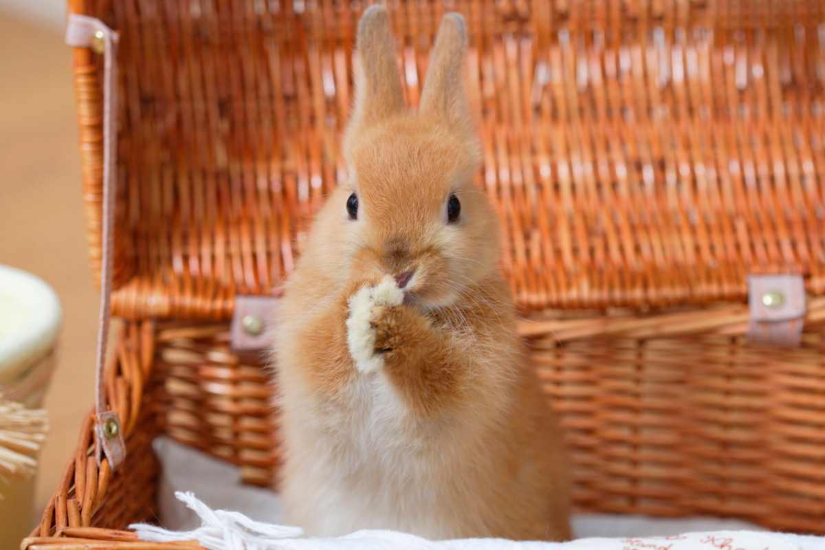 Il tuo coniglietto morde? Ecco perché
