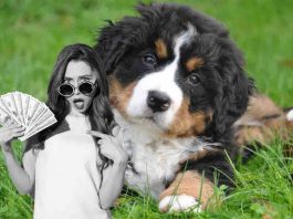 Quanto costa mantenere un cane in casa