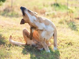 Dermatite nei cani: sintomi e prevenzione