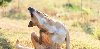 Dermatite nei cani: sintomi e prevenzione