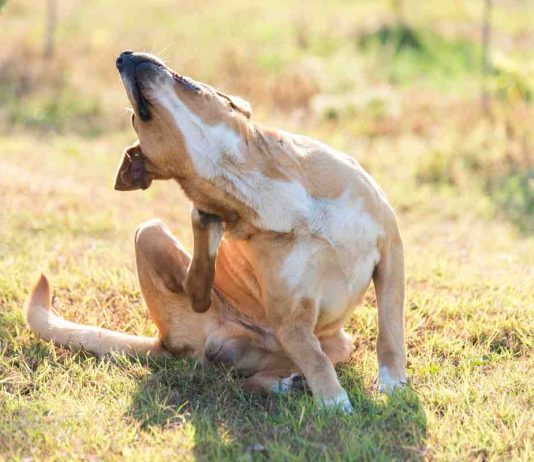 Dermatite nei cani: sintomi e prevenzione