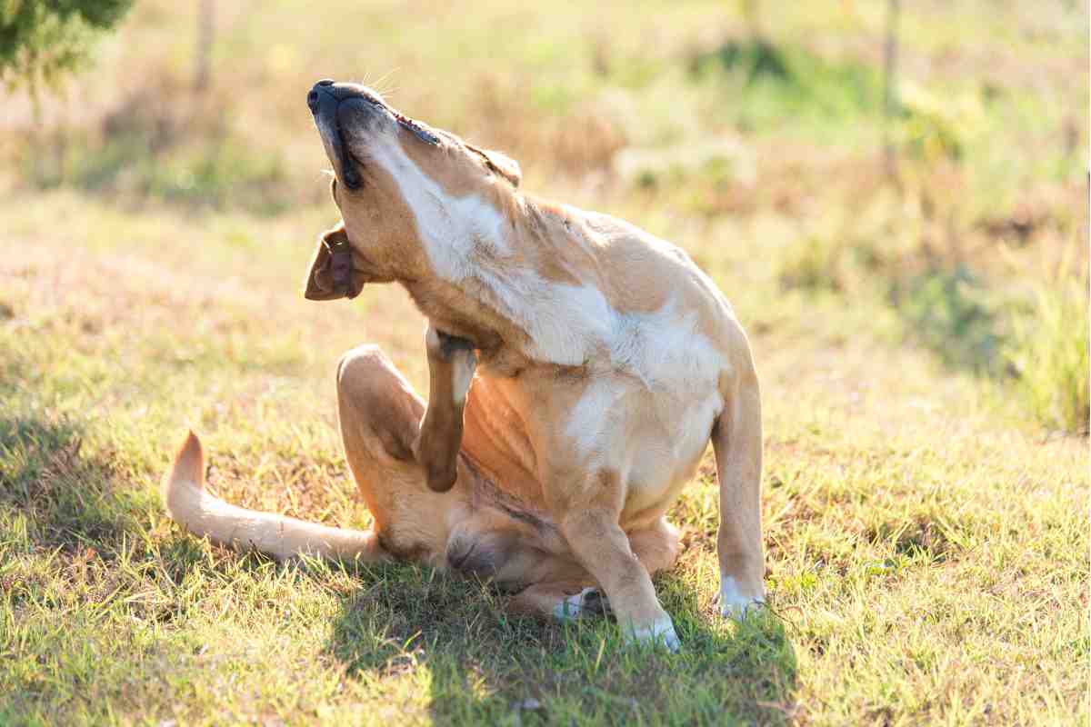 Dermatite nei cani: sintomi e prevenzione 