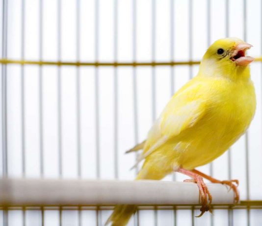 Gabbietta uccellini come pulirla