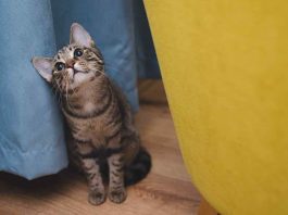 Gatti ansia da separazione