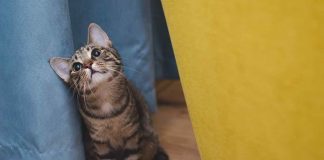 Gatti ansia da separazione