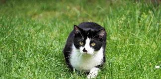 Gatti ed erba gatta