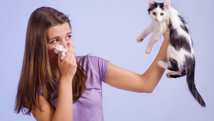 allergia al pelo del gatto sintomi cure