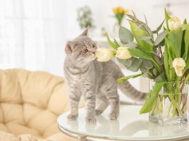 Gatto
