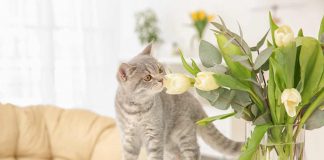 Gatto