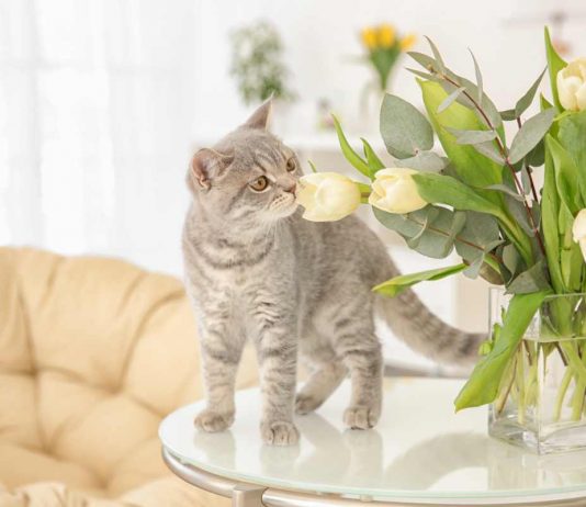 Gatto