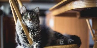 Gatti solitari e indipendente verità