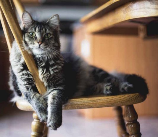 Gatti solitari e indipendente verità