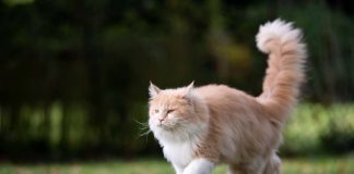 Cosa comunica il gatto quando muove la coda