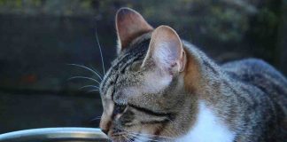 Gatto acqua perché beve poco