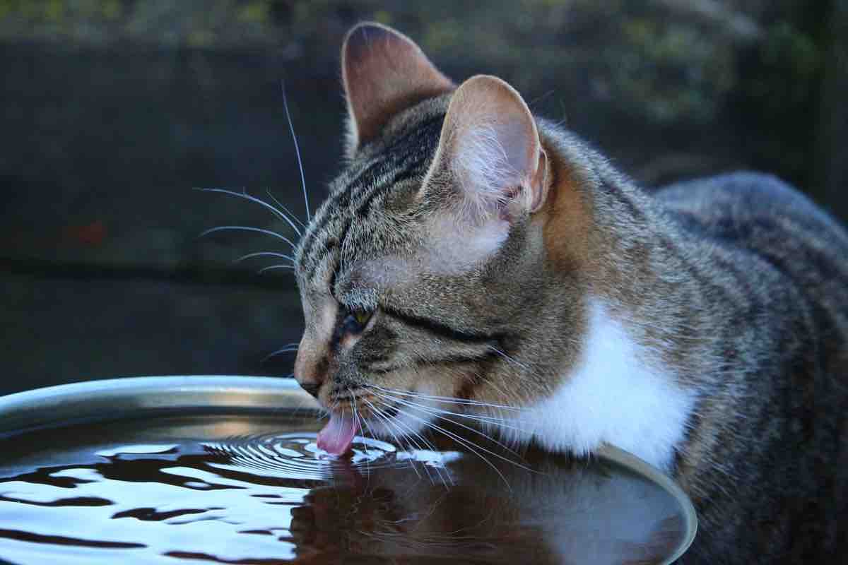 Gatto acqua perché beve poco