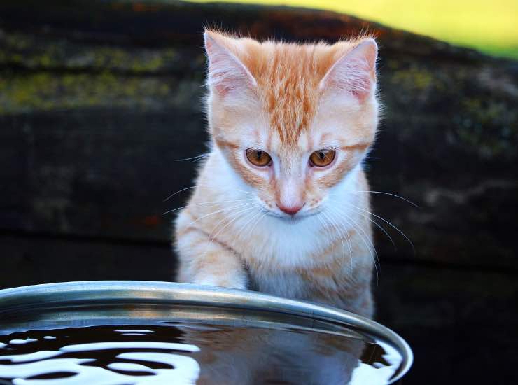 Gatto ciotola acqua