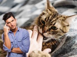 Perché il gatto morde il padrone