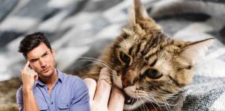 Perché il gatto morde il padrone