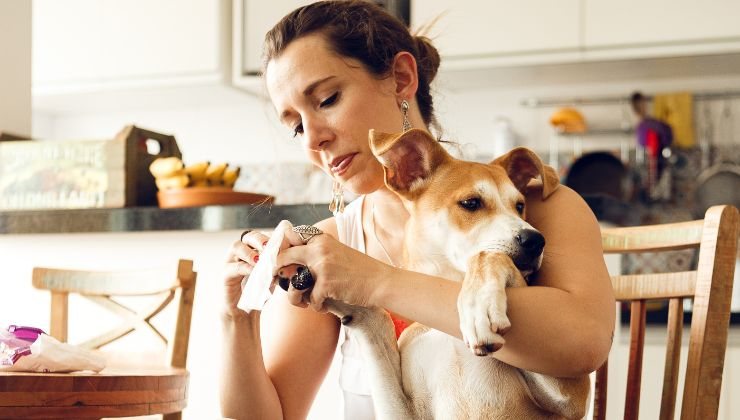 come pulire zampette cane metodo consigli