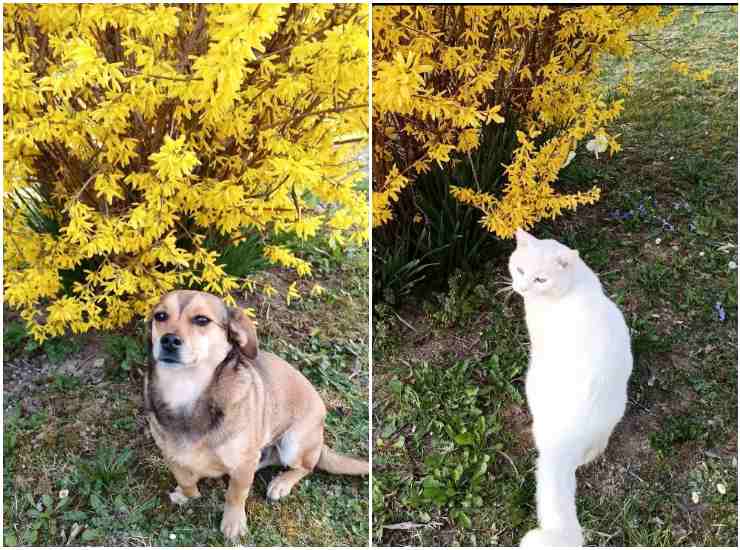 Jalisse cane e gatto