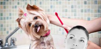 Il tuo cane ha l'alito cattivo perfetta igiene orale