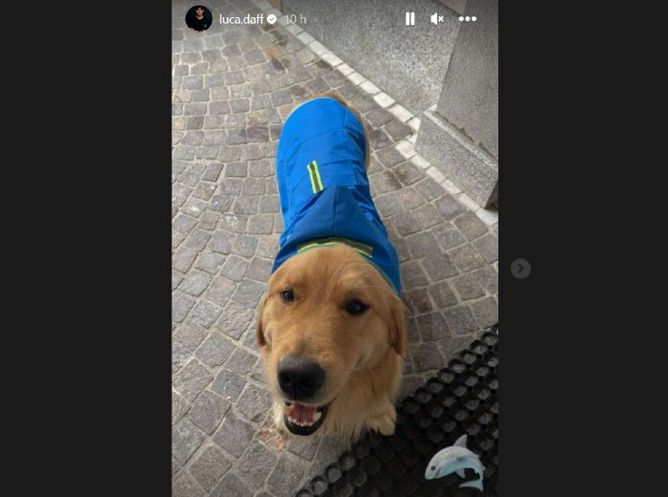 Luca Daffrè, ecco il suo cane