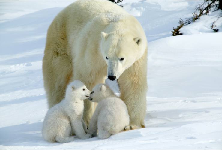Gli orsi polari si accoppiano grazie alla puzza di piedi