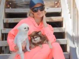Animali domestici personaggi famosi vip
