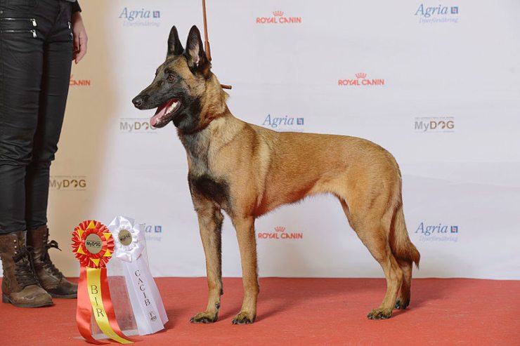 Belgian Malinois, il cane più intelligente