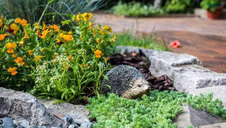 Riccio in giardino cosa fare