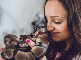 Serpenti domestici topi alimentazione come invogliarli a mangiare