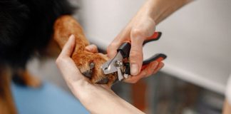 come tagliare le unghie al cane