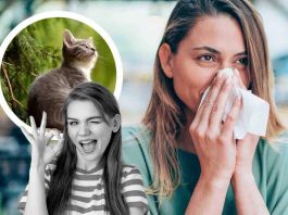allergia al pelo del gatto sintomi cure