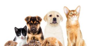 5 buone ragioni avere animale domestico