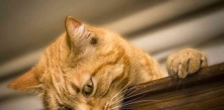 Animali domestici