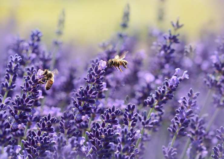 Api e lavanda