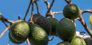 Avocado e elefanti