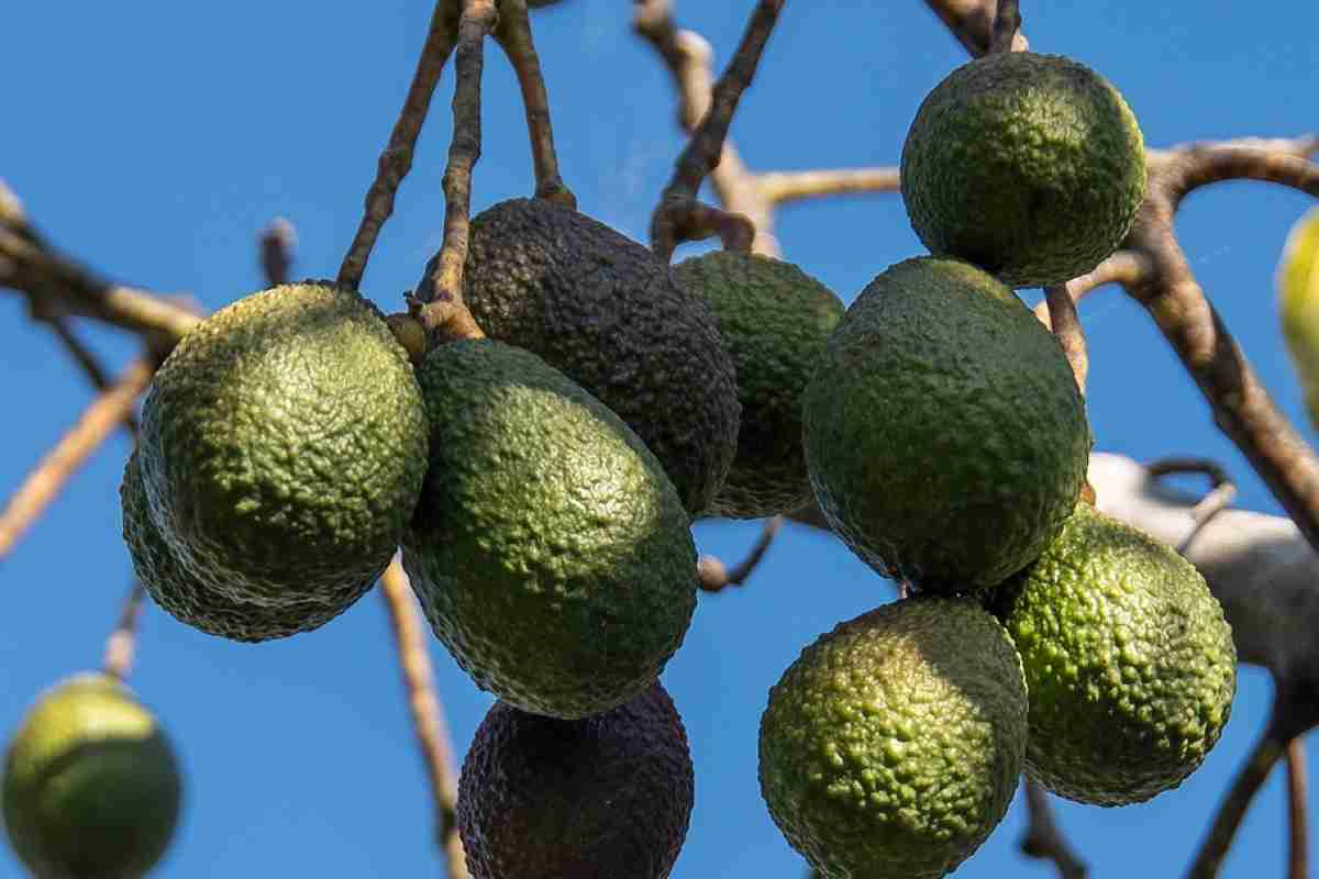 Avocado e elefanti