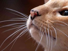 perché non bisogna tagliare i baffi dei gatti