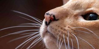 perché non bisogna tagliare i baffi dei gatti
