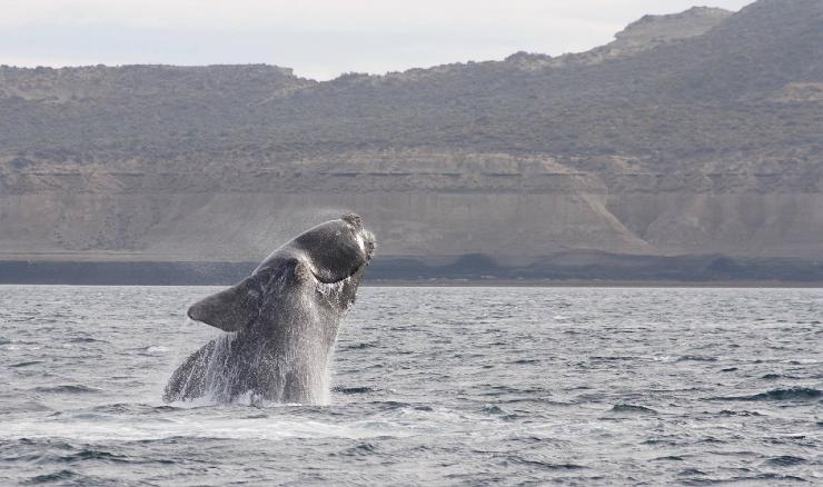 Balena franca australe