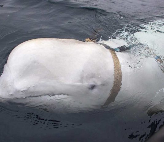 Hvladimir: la balena considerata una spia russa