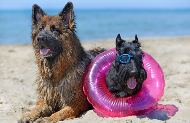 Spiagge pet friendly 2023 migliori