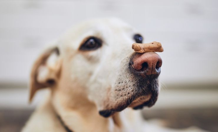 biscotti cani fatti in casa