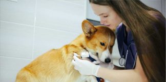 cane morde topo morto cosa fare malattie