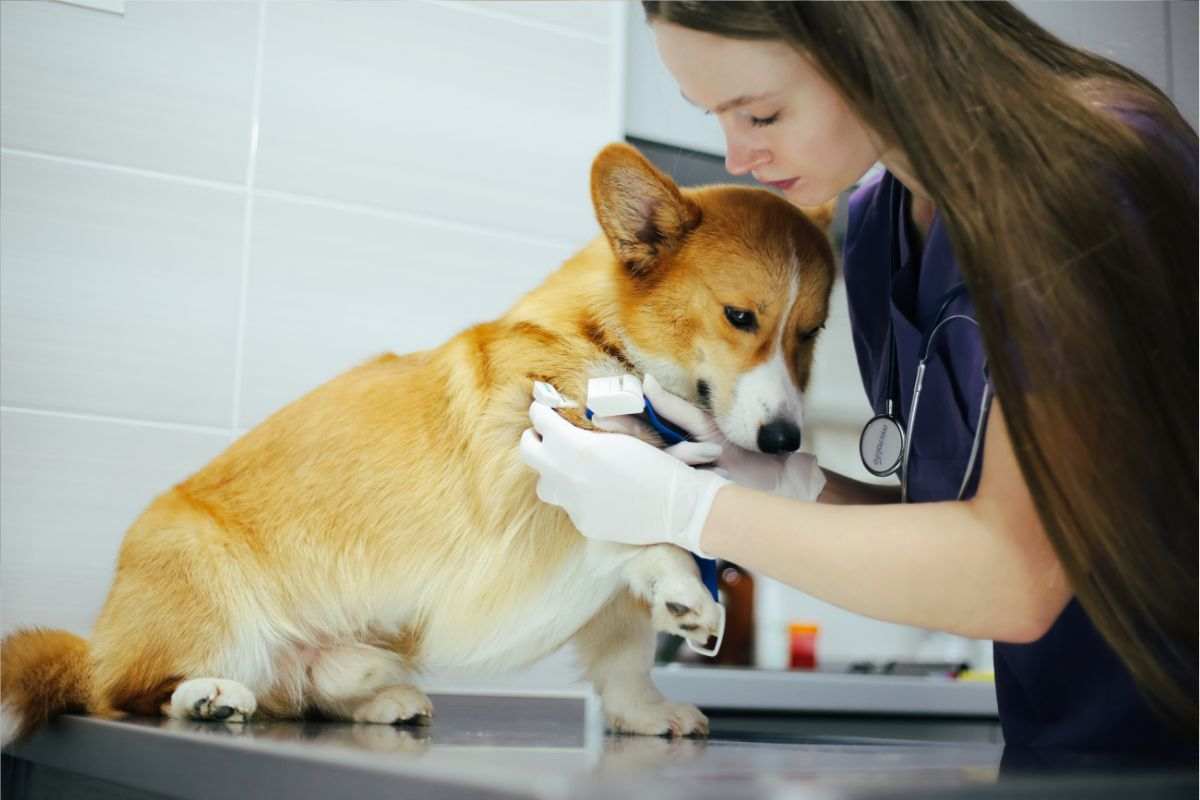 cane morde topo morto cosa fare malattie