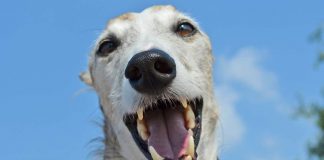 Cani e denti