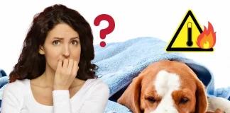 come capire se il cane ha la febbre